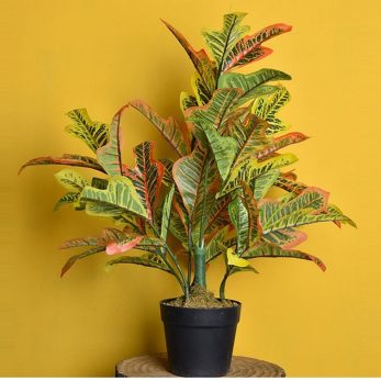 Jıa 018 Saksıda Kreton 65 Cm